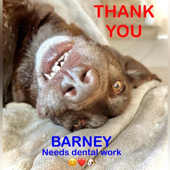 ASPCA Christmas Boxer Dog Woof Holiday Stocking NWT - Picture 3 of 3